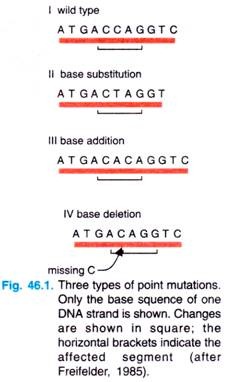 Three types of point  mutations