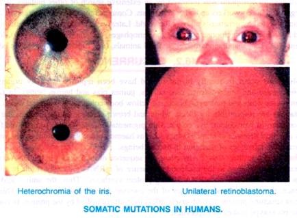 Somatic mutations in Human