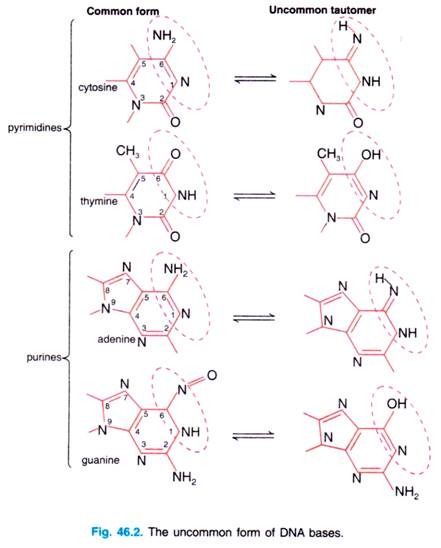 The uncommon from of DNA bases