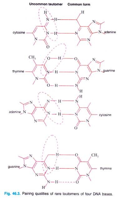 Pairing qualities of rare tautomers of four DNA bases