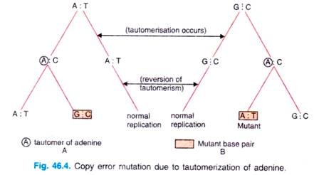 Copy error mutation due to automerization of adenine