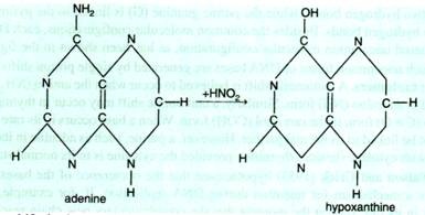 Adenine is determinate into hypoxanthine by nitrous acid 