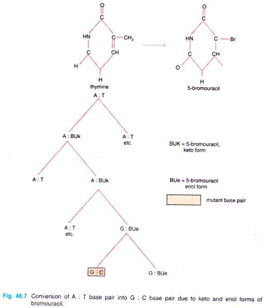 Conversion of A : T Base pair