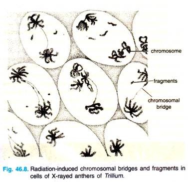 Radiation-induced Chromosomal Bridges