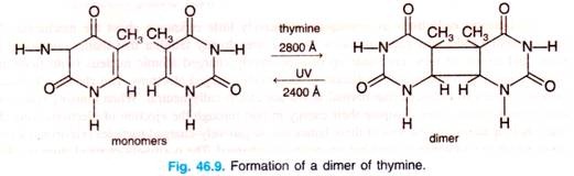 Formation of a dimer of thymine