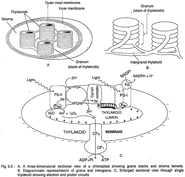 Three-Dimensional Sectional View of a Chloroplast, Grana and Intergrana and Electron and Proton Circuits